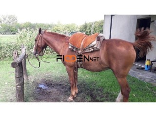 VENDO CABALLO ALAZAN EN MERCEDES (BA)