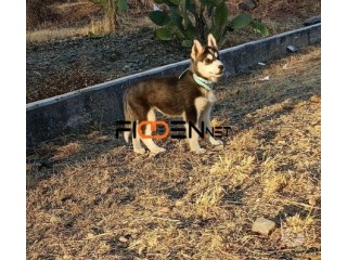 LOBO SIBERIANO DE MUY BUENA GENETICA CACHORROS