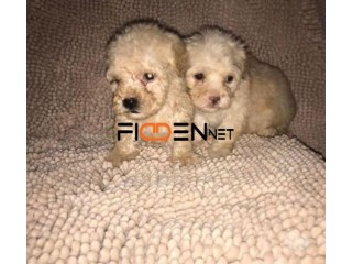 LINDOS FRENCH POODLE MINI TOY MACHO Y HEMBRA