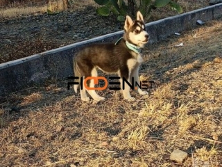 lobo-siberiano-de-muy-buena-genetica-cachorros