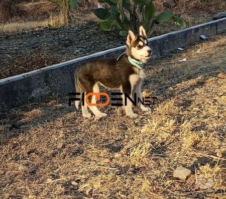 lobo-siberiano-de-muy-buena-genetica-cachorros-big-0