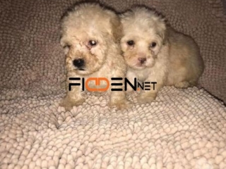 lindos-french-poodle-mini-toy-macho-y-hembra