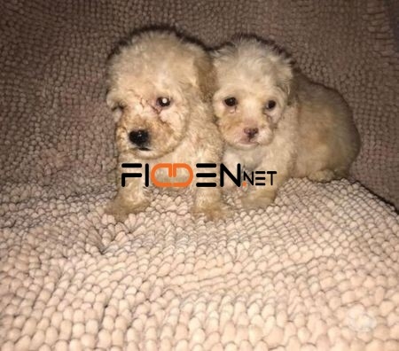 lindos-french-poodle-mini-toy-macho-y-hembra-big-0