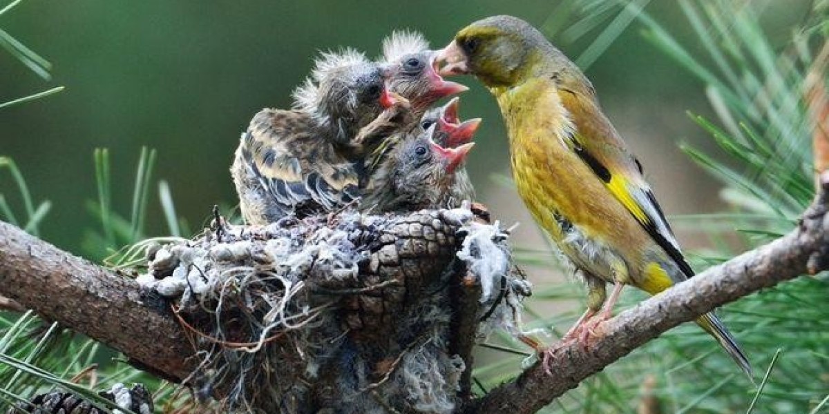 La nueva Ley de Bienestar Animal: ¿Qué pasará con los criadores de aves?